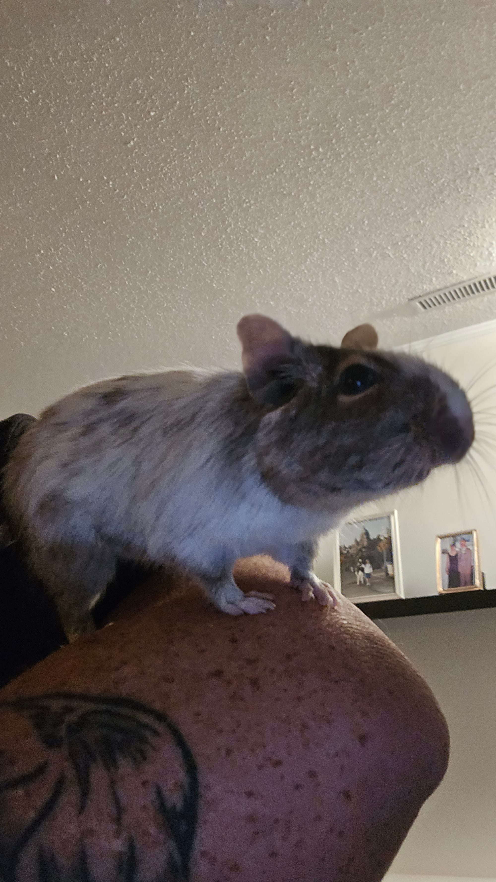 A visit from Willow