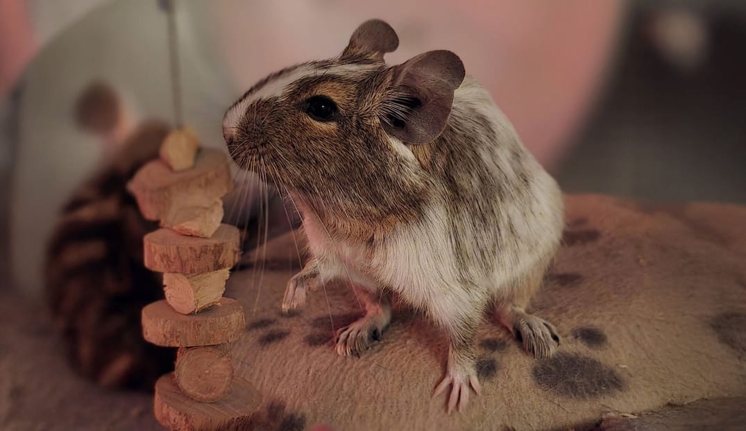 Life Stuff and Wake Up Dead Man