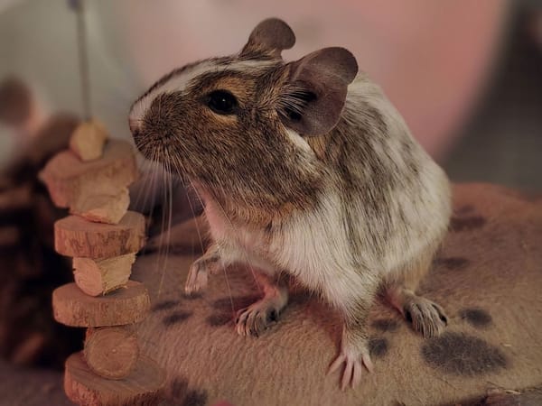 Image of: Life Stuff and Wake Up Dead Man