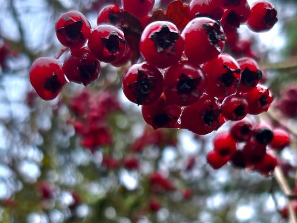 Image of: That time of year